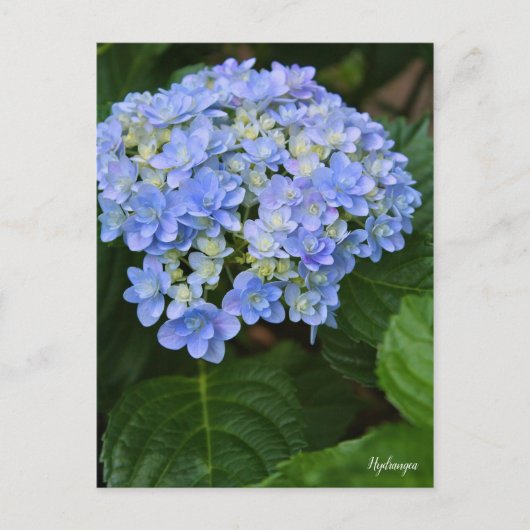 Hydrangea [Postcard] ポストカード Briefkaart (Voorkant)