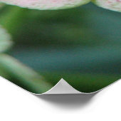 Hydrangea Poster (Hoek)