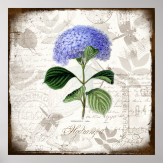  Hydrangea Poster