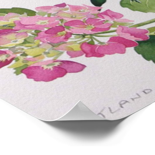 Hydrangea Poster (Hoek)