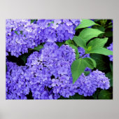 Hydrangea Poster (Voorkant)