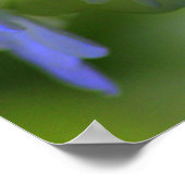 Hydrangea Poster (Hoek)