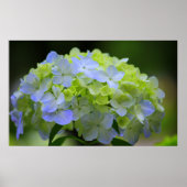 Hydrangea Poster (Voorkant)