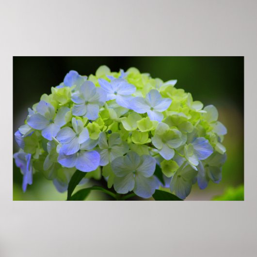 Hydrangea Poster (Voorkant)