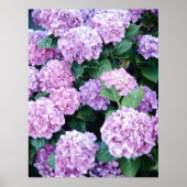Hydrangea Poster (Voorkant)