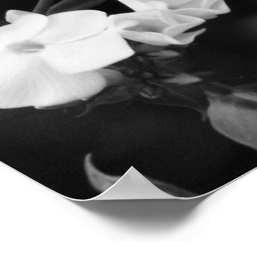 Hydrangea Poster (Hoek)