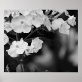 Hydrangea Poster (Voorkant)
