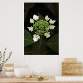Hydrangea Poster (Keuken)