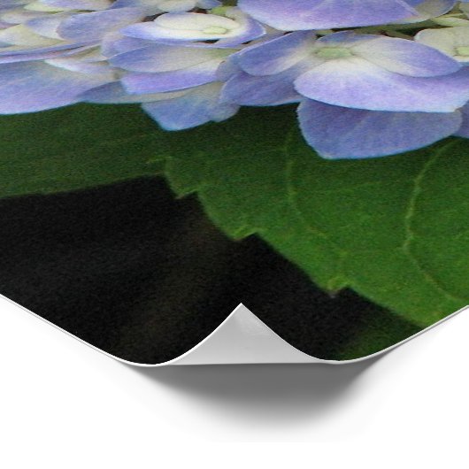Hydrangea Poster (Hoek)