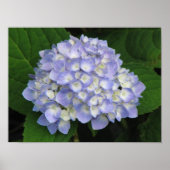 Hydrangea Poster (Voorkant)