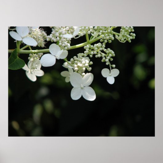 Hydrangea Poster (Voorkant)