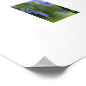 Hydrangea Poster (Hoek)