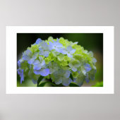Hydrangea Poster (Voorkant)