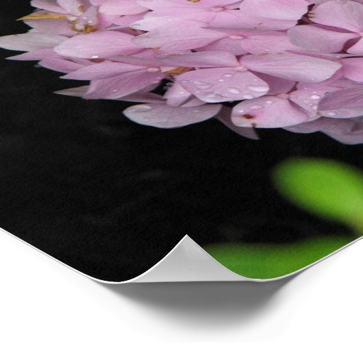 Hydrangea Poster (Hoek)