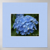 Hydrangea Print (Voorkant)