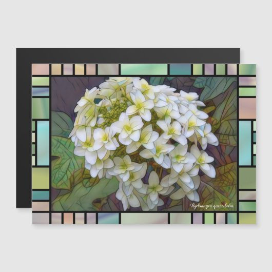 Hydrangea quercifolia [Magnet Card] (Voorkant / Achterkant)