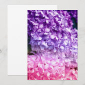 Hydrangea Rainbow (Voorkant / Achterkant)