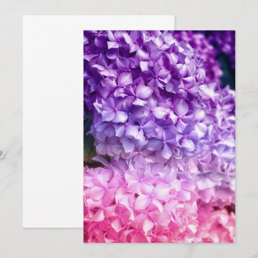 Hydrangea Rainbow (Voorkant / Achterkant)