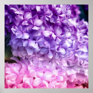 Hydrangea Rainbow Poster