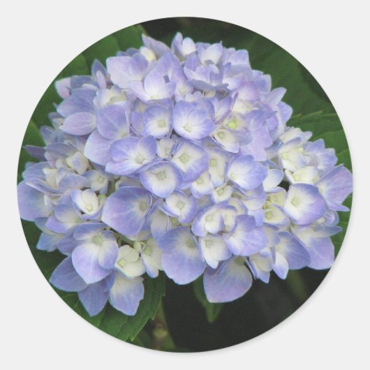 Hydrangea Ronde Sticker (Voorkant)