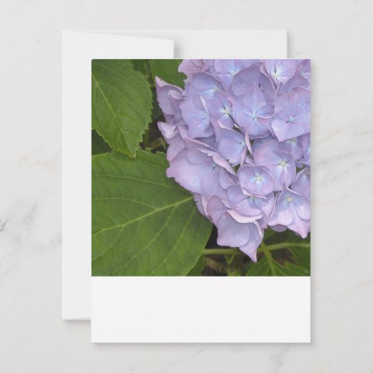 Hydrangea RSVP-antwoordkaart RSVP Kaartje (Achterkant)