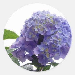 Hydrangea Struik Stickers
