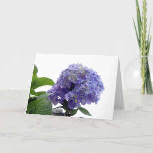 Hydrangea Struik Wenskaart Kaart