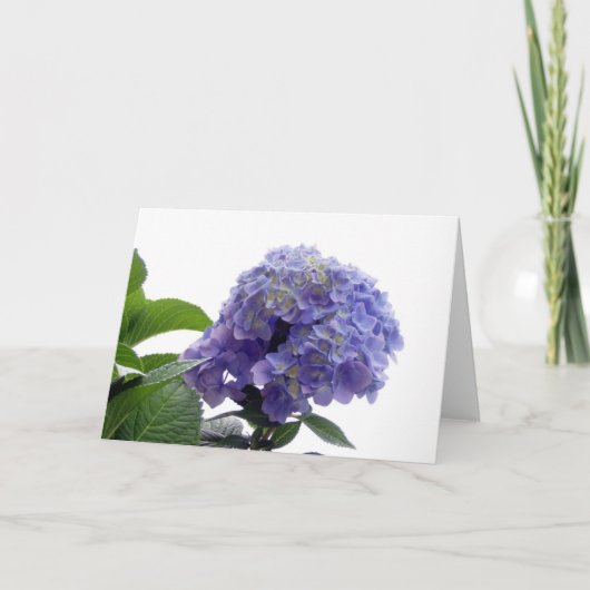 Hydrangea Struik Wenskaart Kaart (Voorkant)
