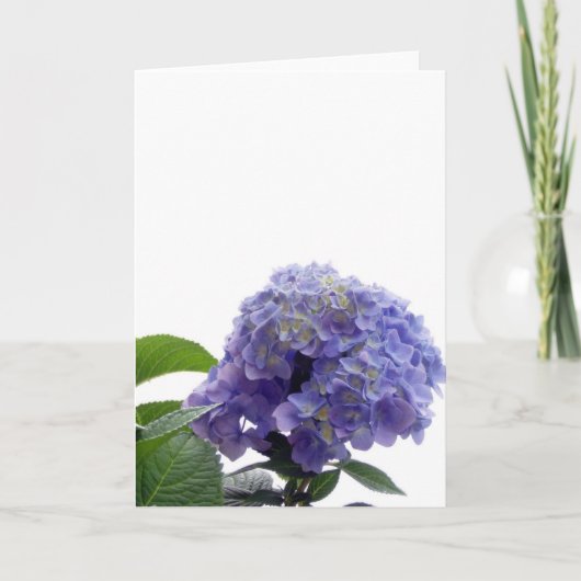 Hydrangea Struik Wenskaart Kaart (Voorkant)