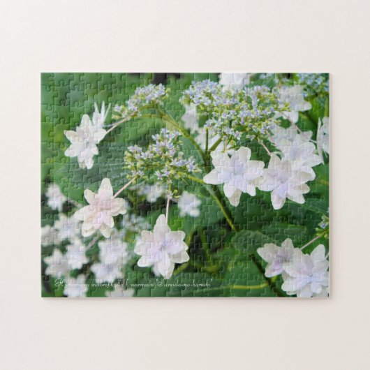 Hydrangea "Sumida-no-hanabi" (puzzel: 252P) Legpuzzel (Horizontaal)
