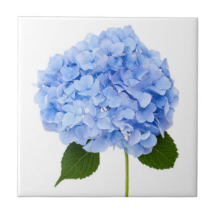 Hydrangea Tegeltje