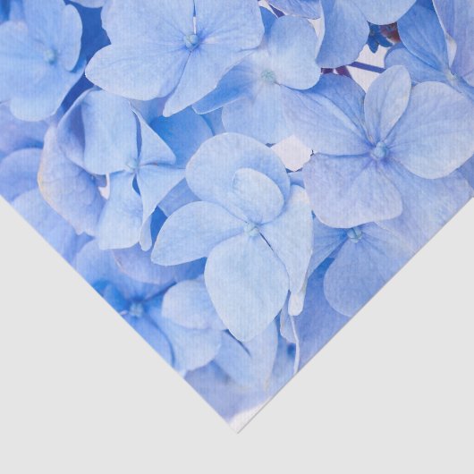 Hydrangea Tissuepapier (Detail)