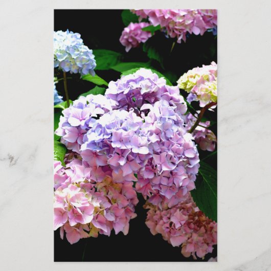 Hydrangea tuin roze bloemenblauw paarse bloemig briefpapier (Voorkant)
