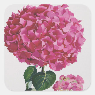 Hydrangea Vierkante Sticker