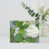 Hydrangea Vloergroene witte Natuur TuinPlanten Briefkaart (Staand voorkant)