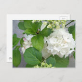 Hydrangea Vloergroene witte Natuur TuinPlanten Briefkaart (Voorkant / Achterkant)