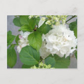 Hydrangea Vloergroene witte Natuur TuinPlanten Briefkaart (Voorkant)