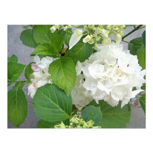 Hydrangea Vloergroene witte Natuur TuinPlanten Foto Afdruk (Voorkant)