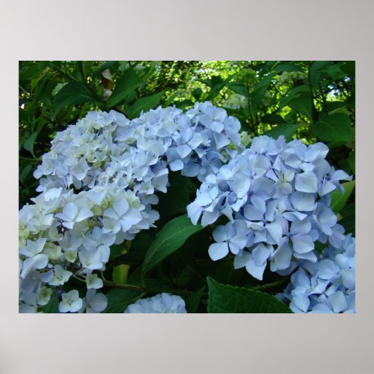 Hydrangea Vloertuinkunst prints Blue Hydrangeas (Voorkant)