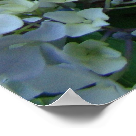 Hydrangea Vloertuinkunst prints Blue Hydrangeas (Hoek)