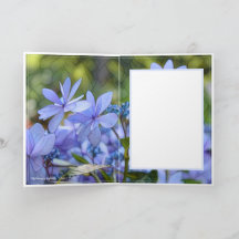 Hydrangea [Wenskaart] カ ー ド