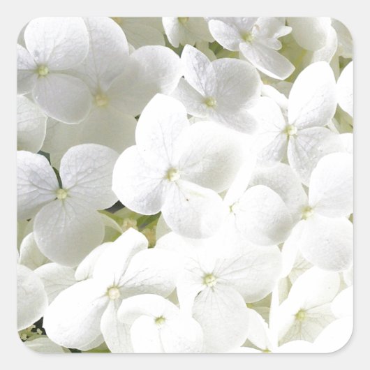 Hydrangea wit bloemmotief vierkante sticker (Voorkant)