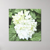 Hydrangea - Wit - Canvas Print (Voorkant)