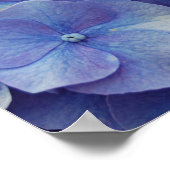Hydrangea Zoom Poster (Hoek)