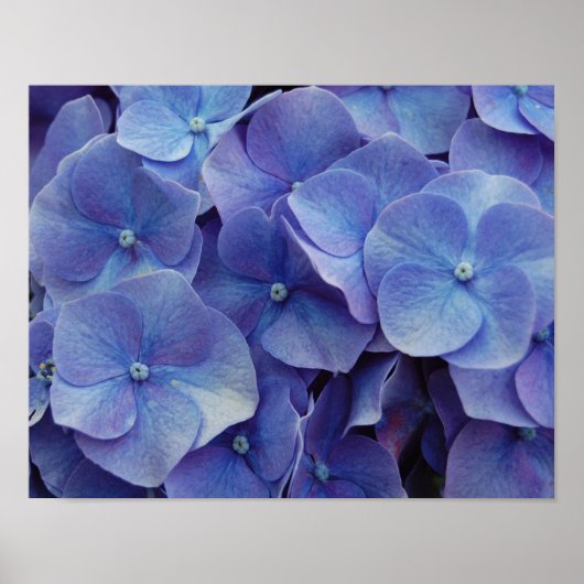 Hydrangea Zoom Poster (Voorkant)
