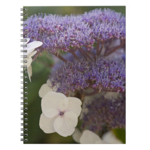 Hydrangeabloei, Dr. Sun Yat-Sen Chinese tuin Notitieboek