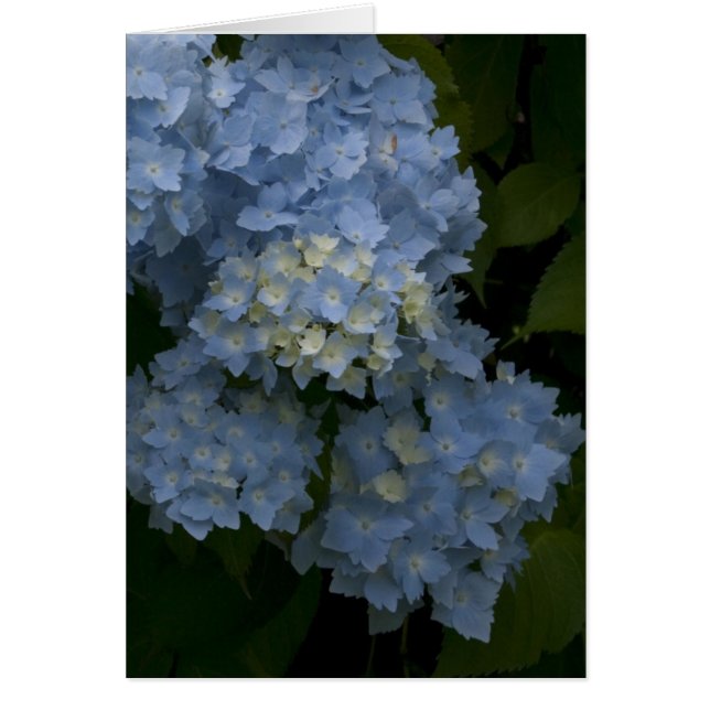 Hydrangeas (Voorkant)