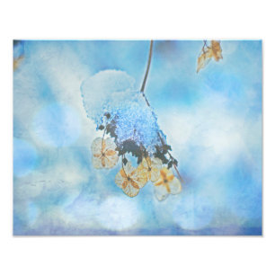 Hydrangeas, bevroren foto afdruk