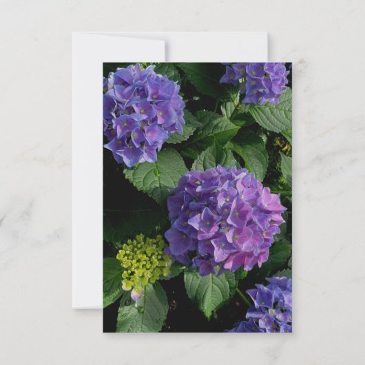 Hydrangeas blauw paarse bloementuin RSVP (Achterkant)