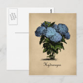 Hydrangeas  Botanisch Briefkaart (Voorkant / Achterkant)